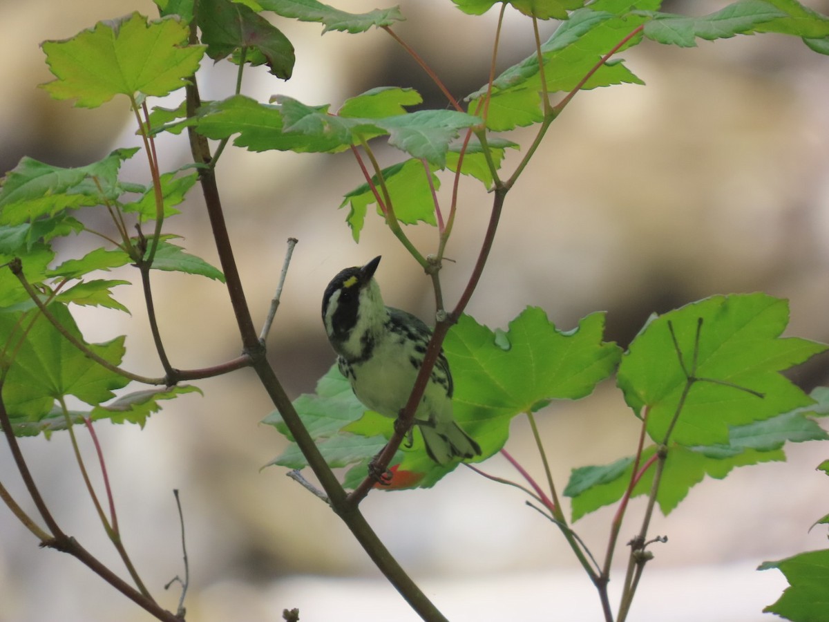 Black-throated Gray Warbler - ML620654987