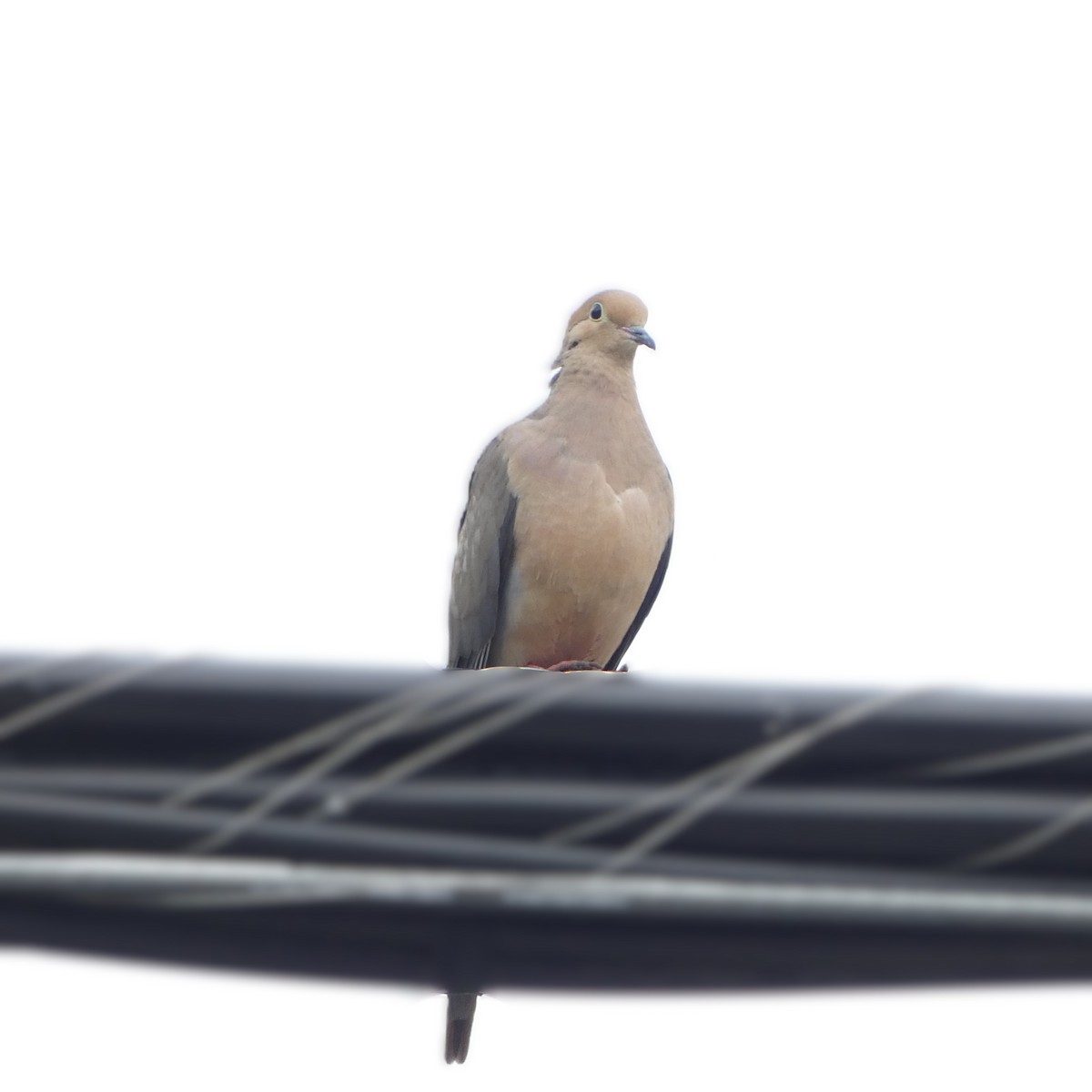 Mourning Dove - ML620654992