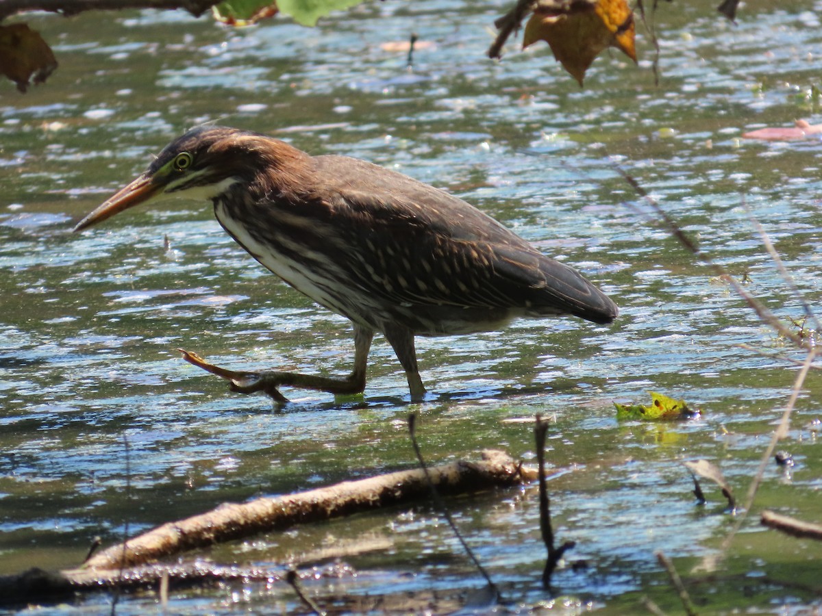 Green Heron - ML620654993