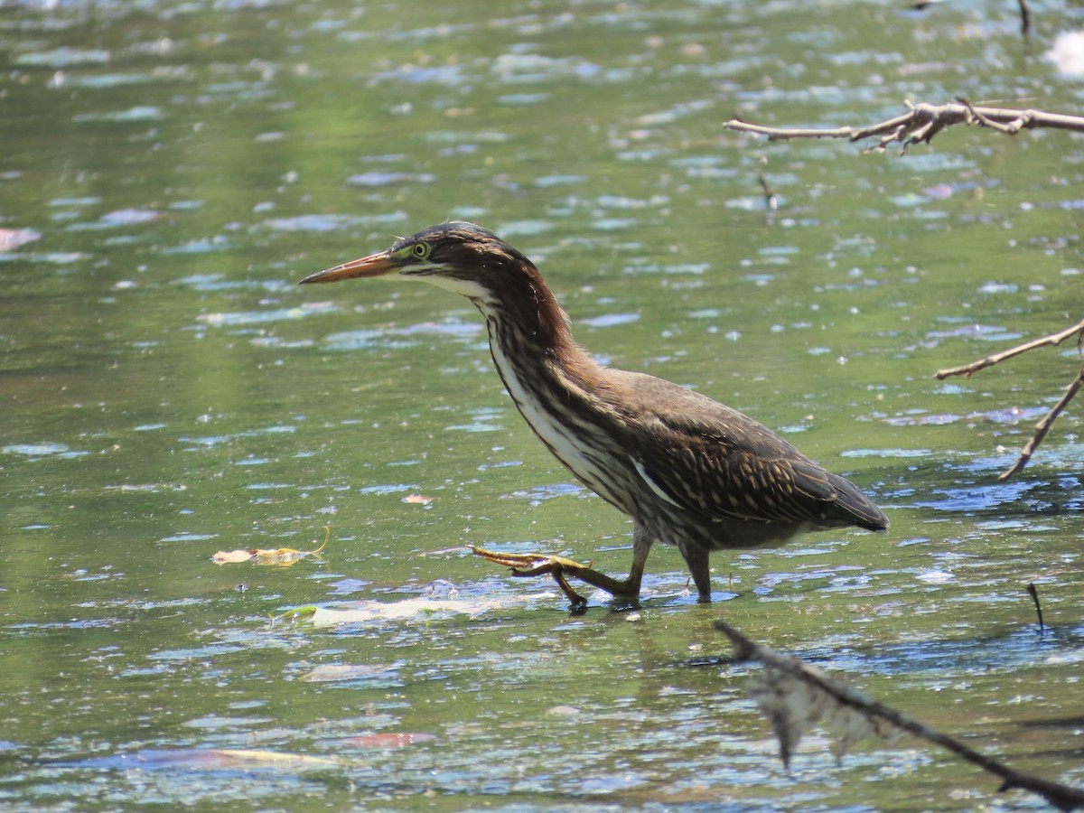 Green Heron - ML620654997