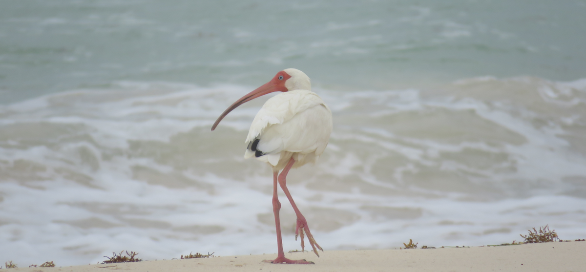 White Ibis - ML620655003