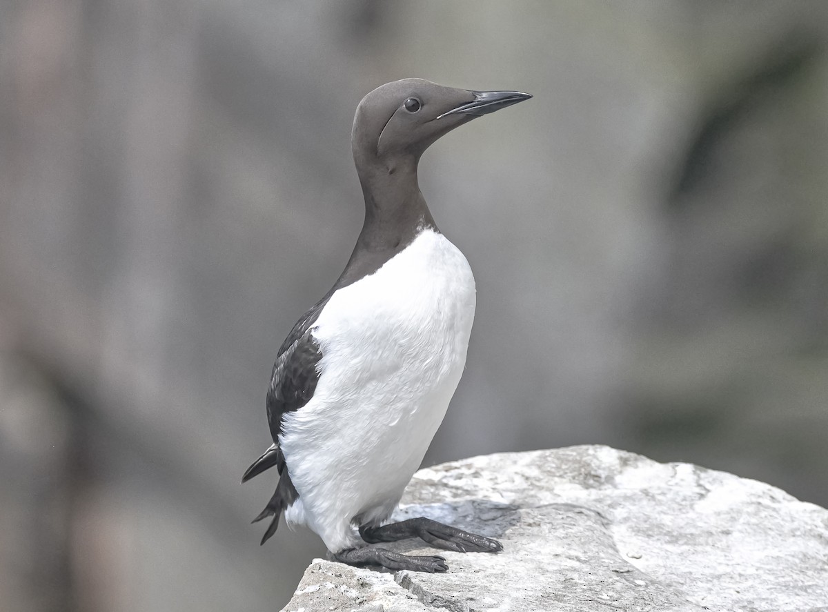 Common Murre - ML620655006