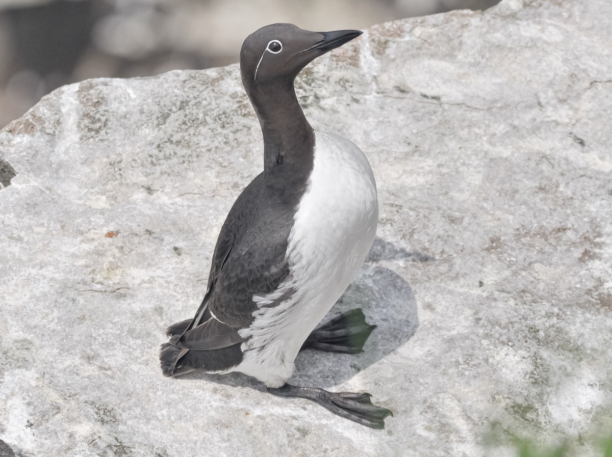 Guillemot marmette - ML620655007