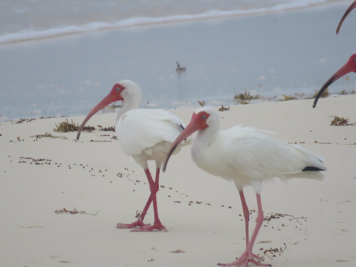 White Ibis - ML620655010