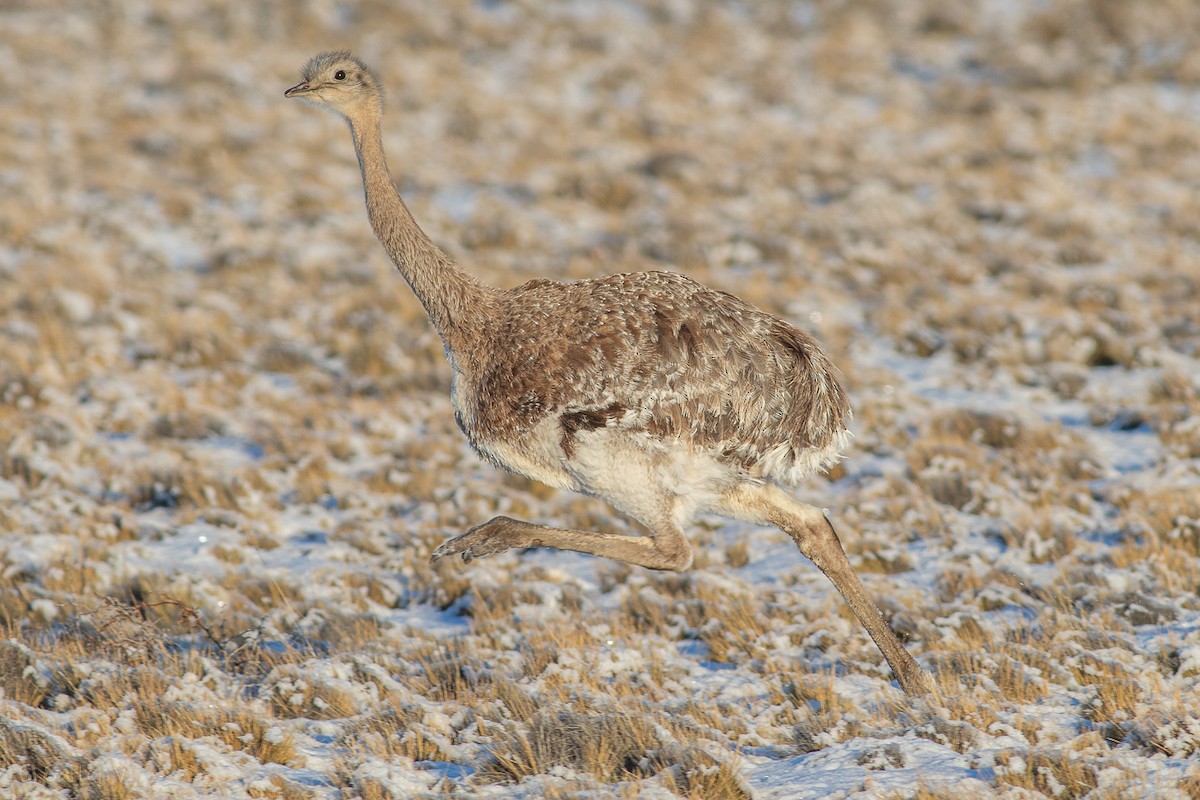 nandu menší (ssp. pennata) - ML620655011