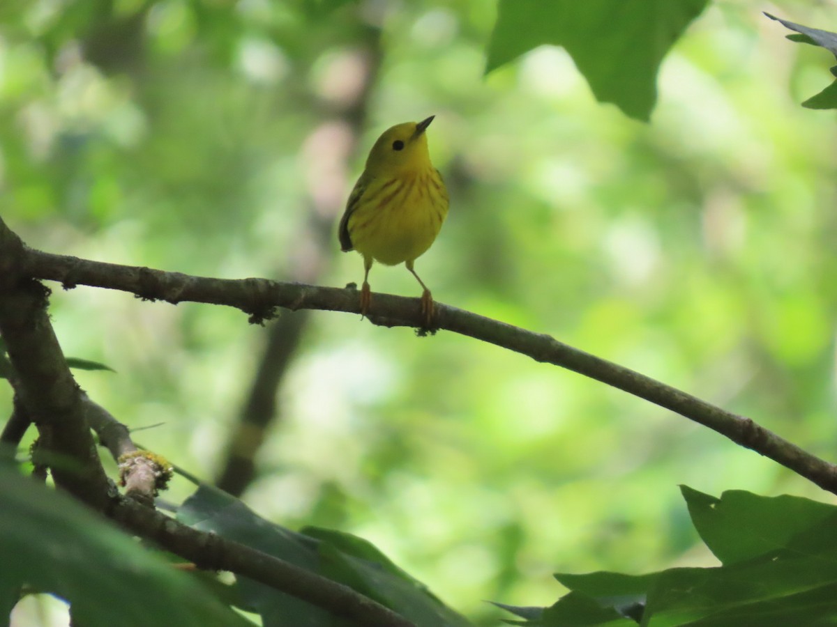 Paruline jaune - ML620655012