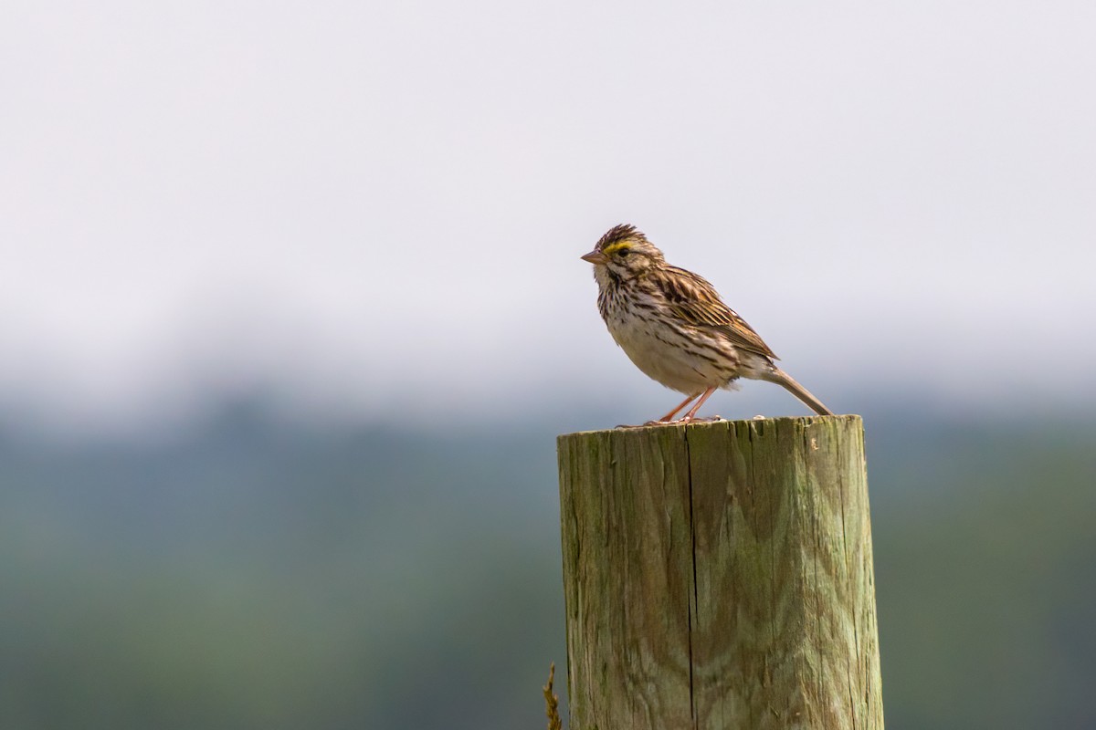 Savannah Sparrow - ML620655013