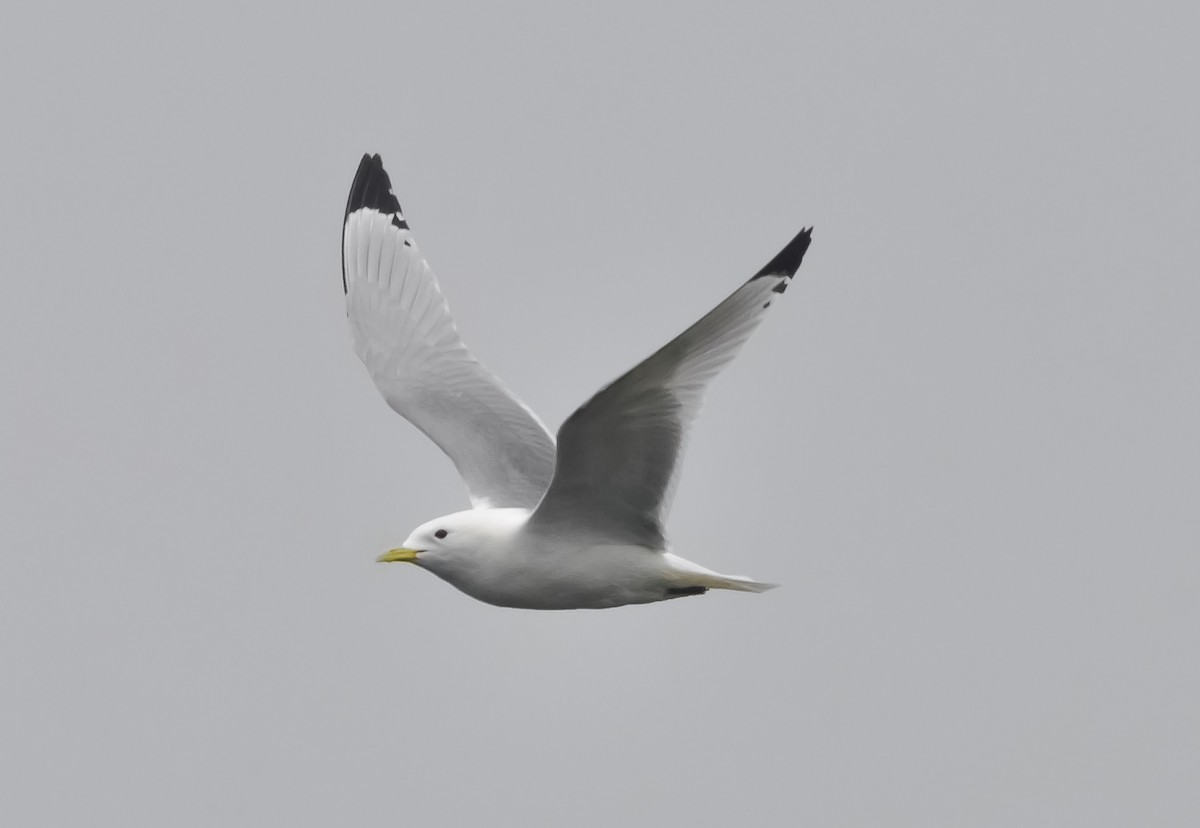 Gaviota Tridáctila - ML620655014