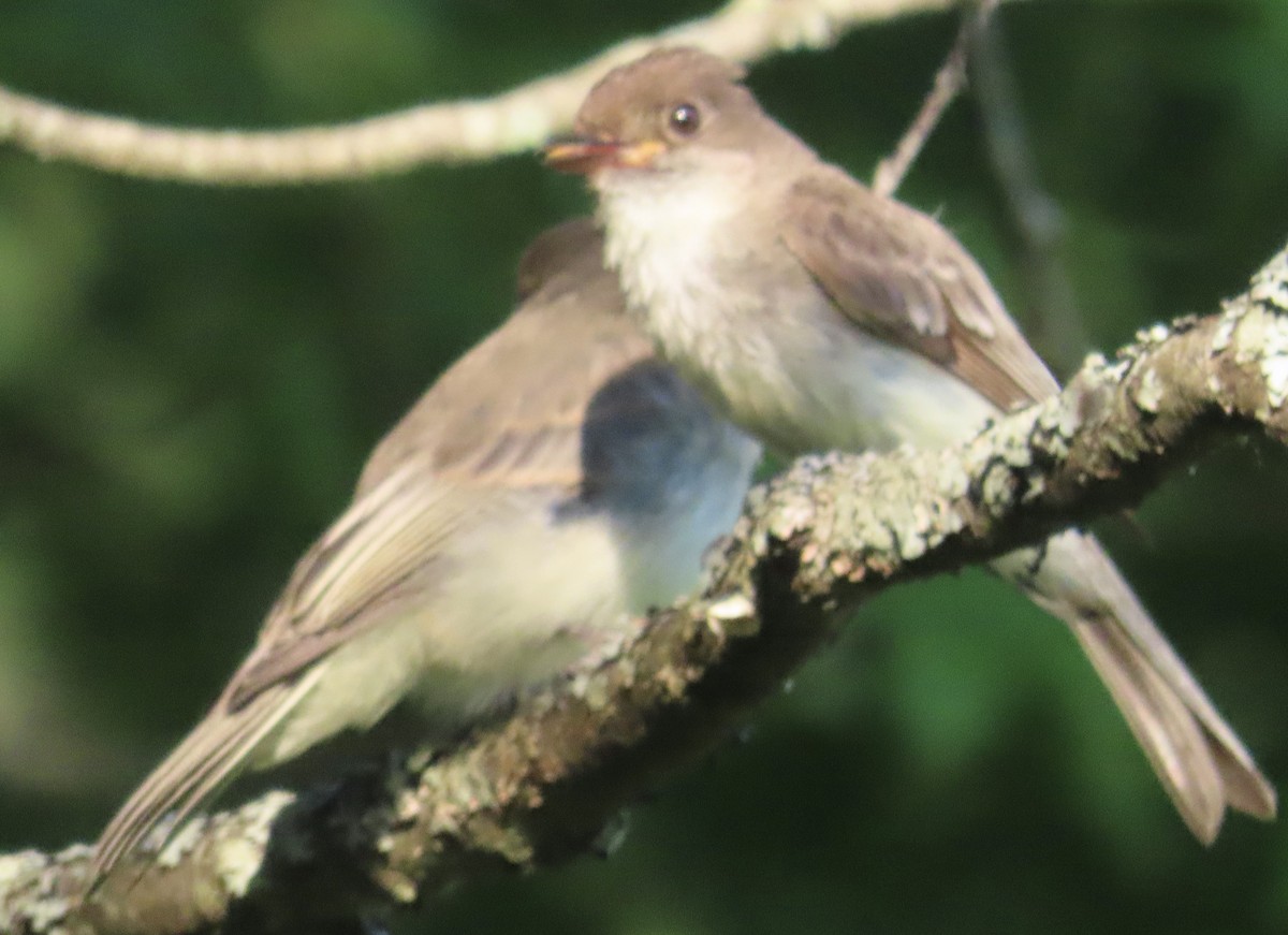 Willow Flycatcher - ML620655016