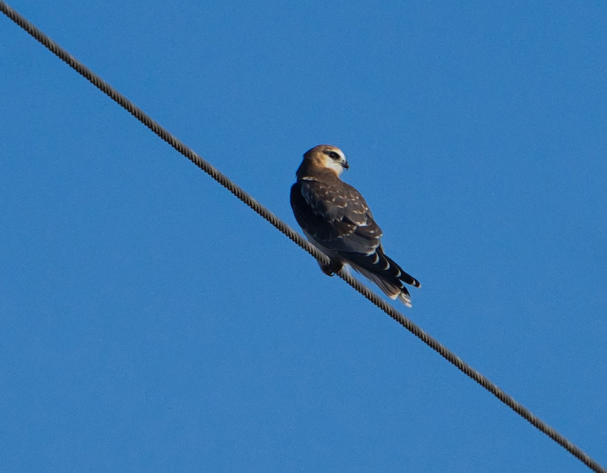 Black-shouldered Kite - ML620655018