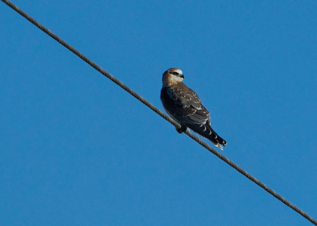 Black-shouldered Kite - ML620655019