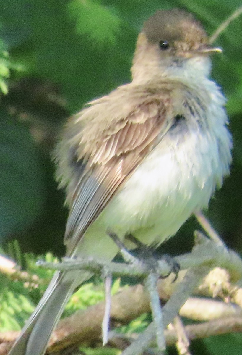 Willow Flycatcher - ML620655021