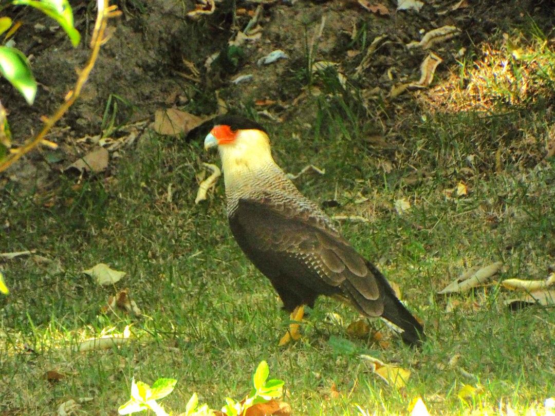 Crested Caracara - ML620655023