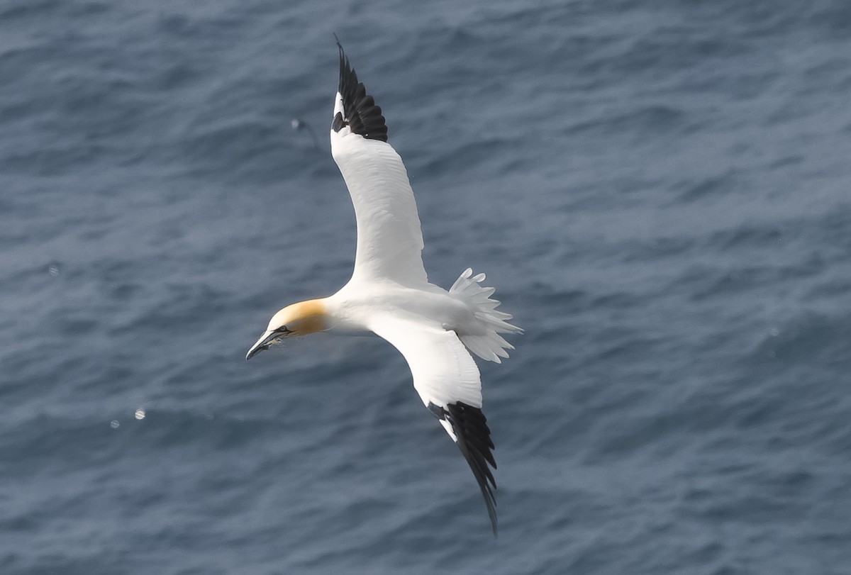 Northern Gannet - Anonymous