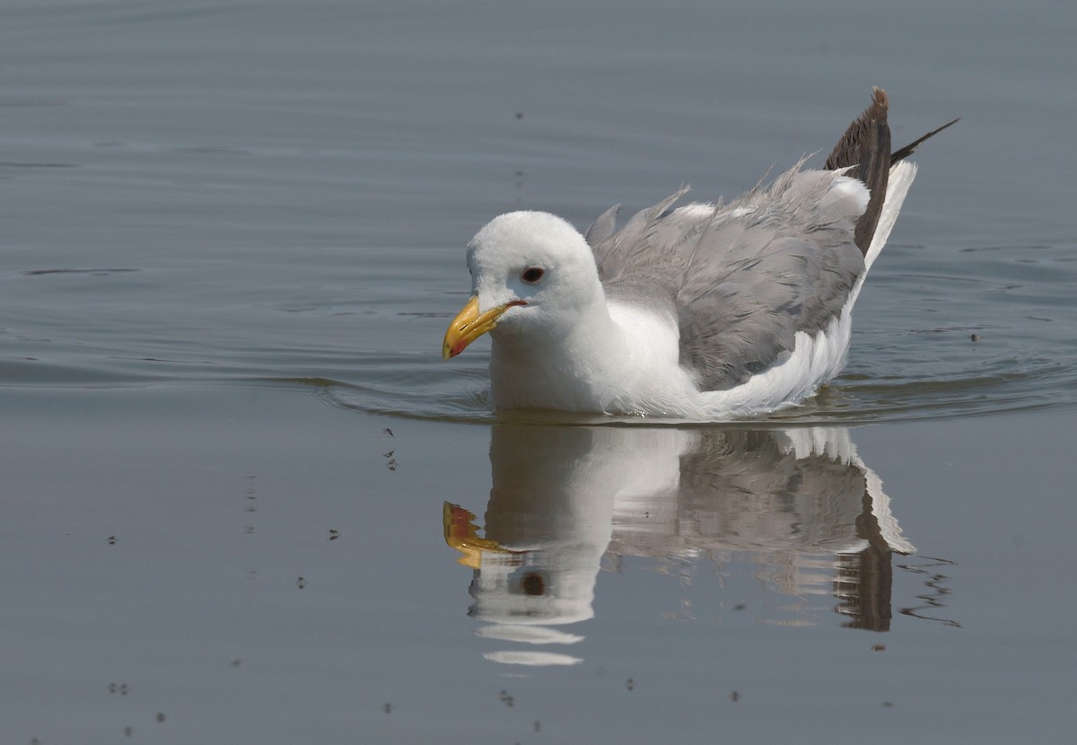 Gaviota Californiana - ML620655026