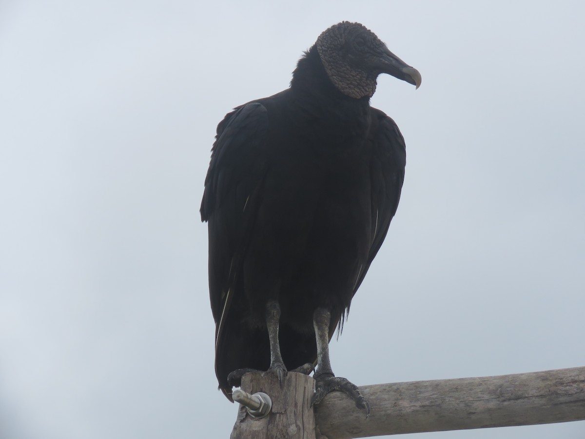 Black Vulture - Serena Brown