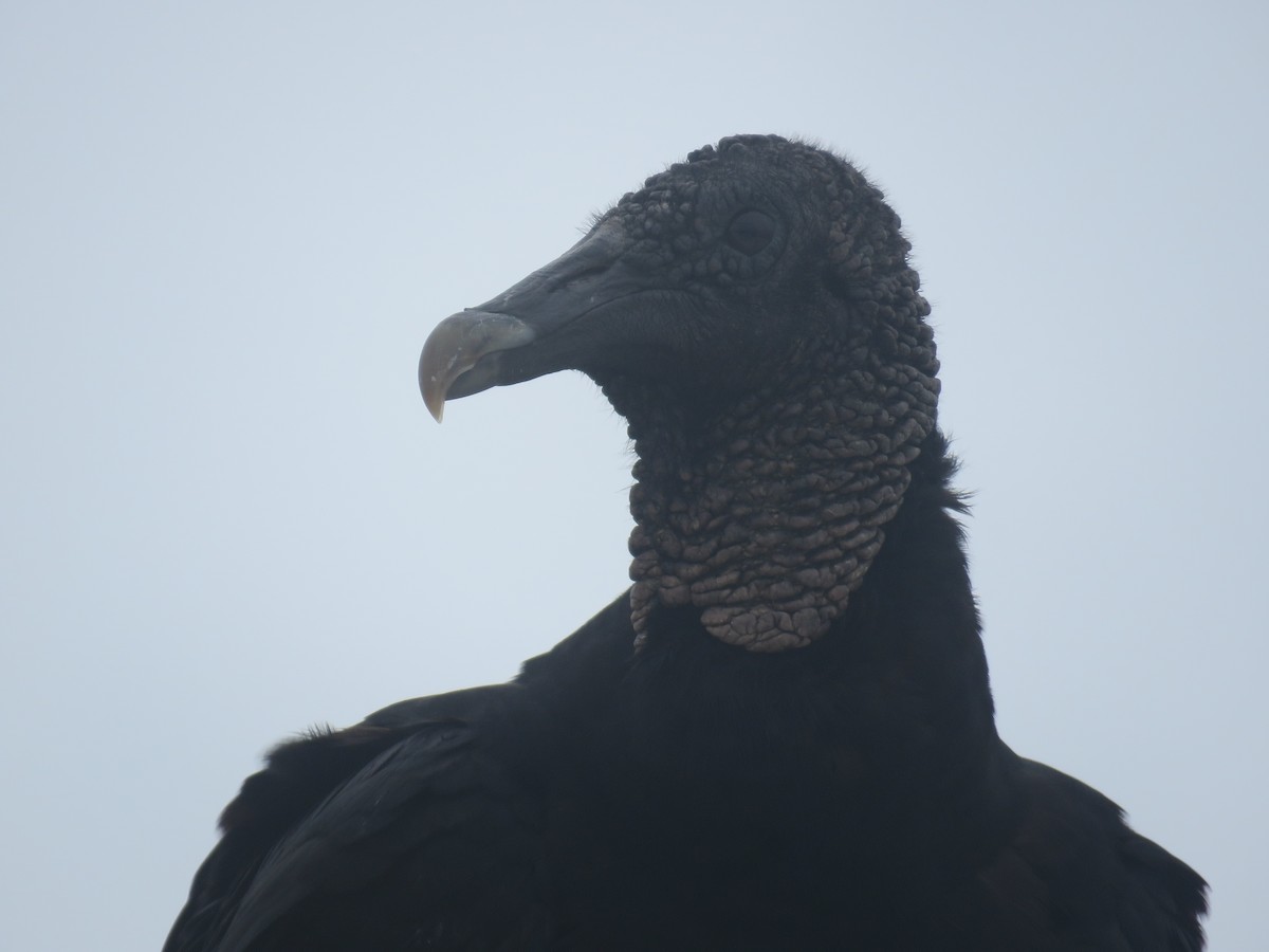 Black Vulture - ML620655039