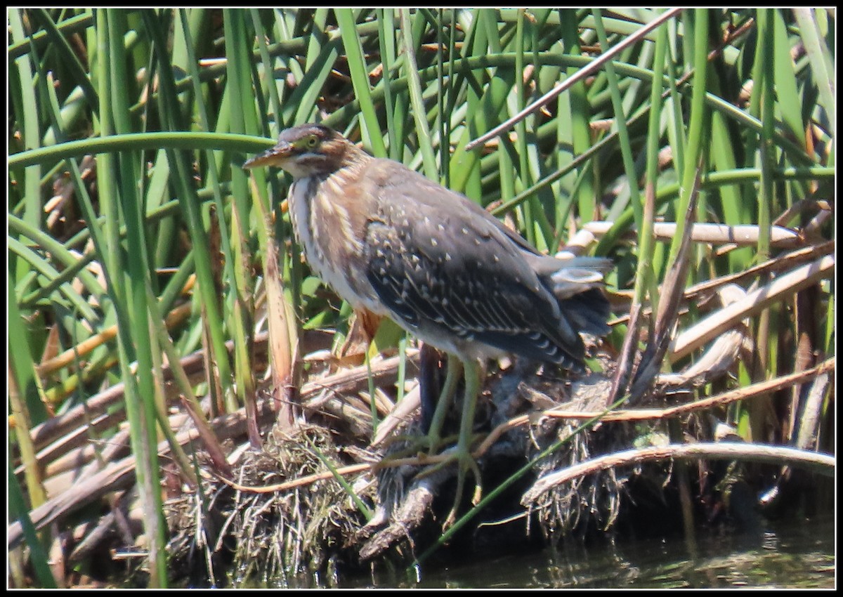 Green Heron - ML620655056