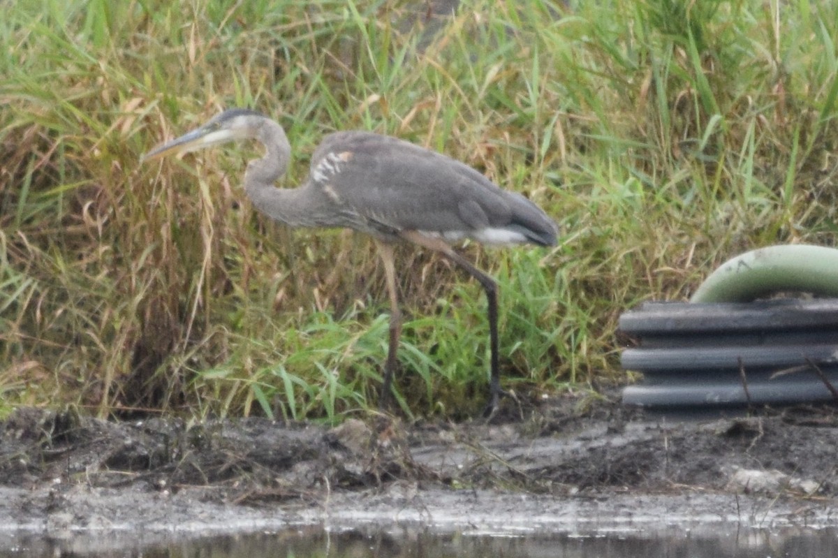 Great Blue Heron - ML620655057