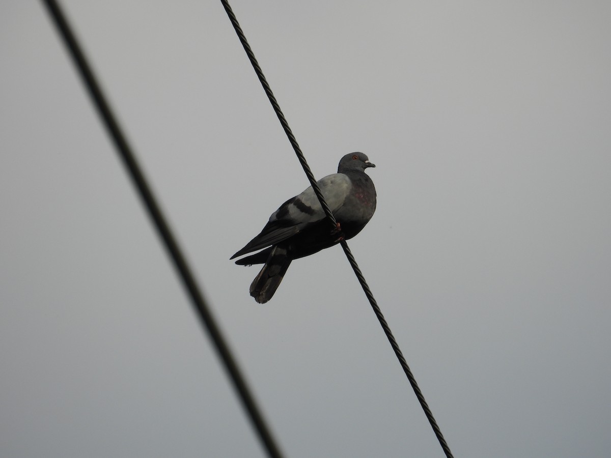 Rock Pigeon (Feral Pigeon) - ML620655058