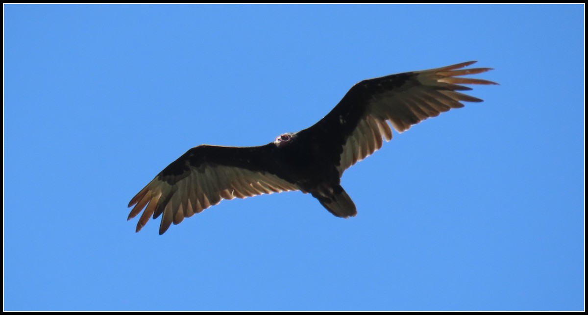 Turkey Vulture - ML620655059