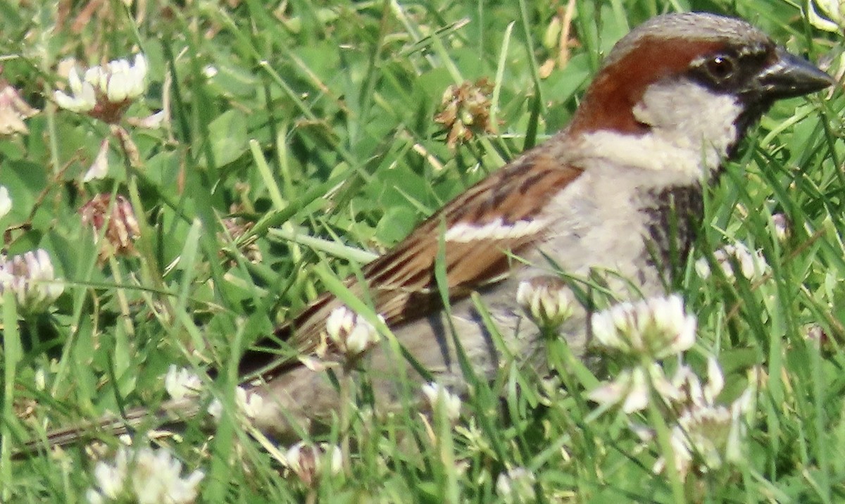 House Sparrow - ML620655065