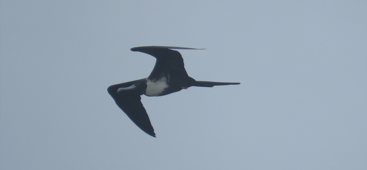 Magnificent Frigatebird - ML620655067