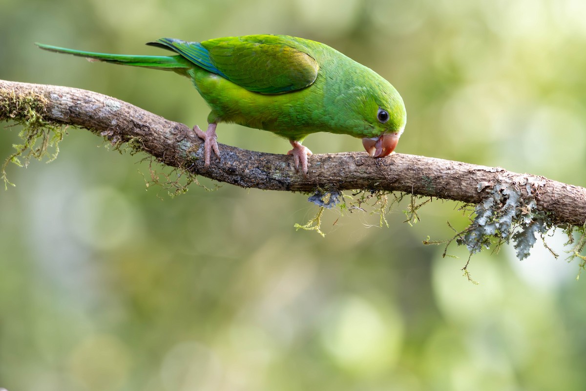 Plain Parakeet - Katia Oliveira