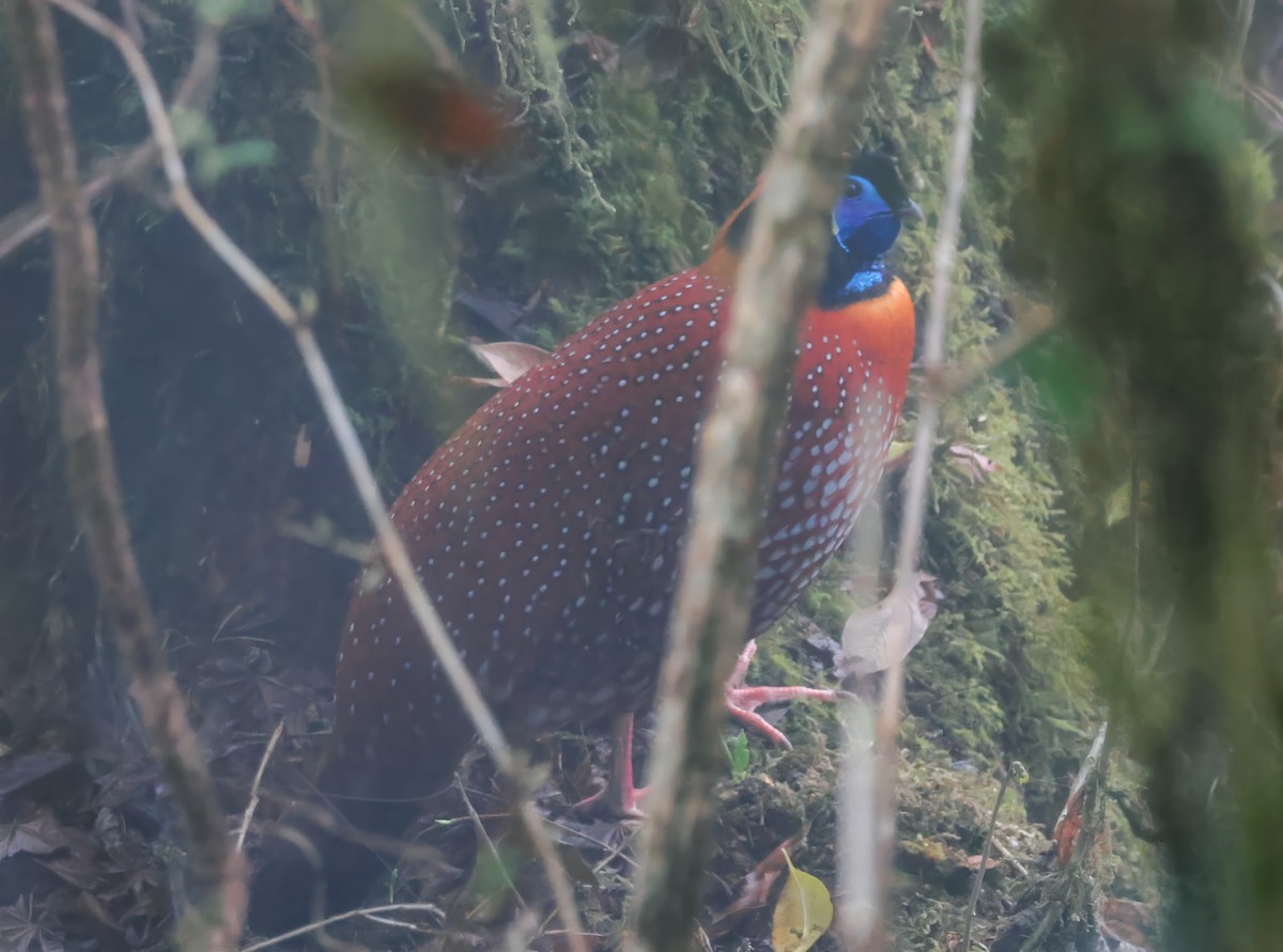 Temminck's Tragopan - Peter Crosson