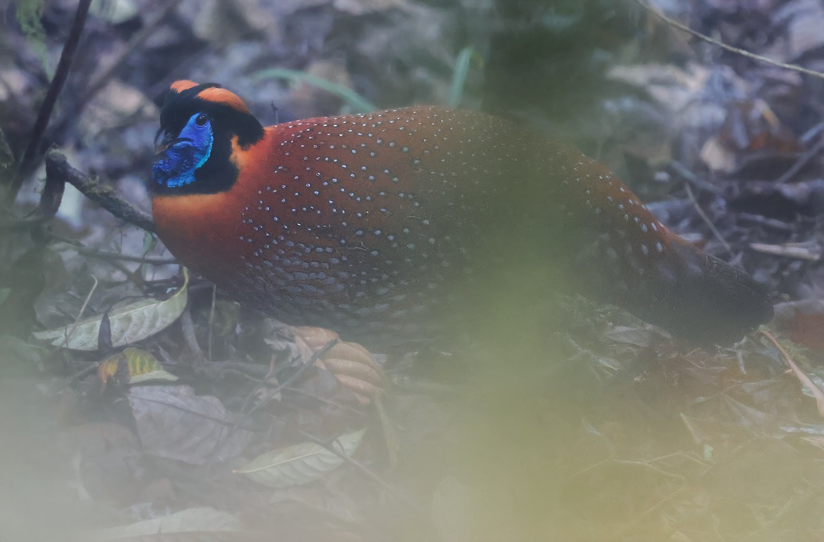 Temmincktragopan - ML620655077