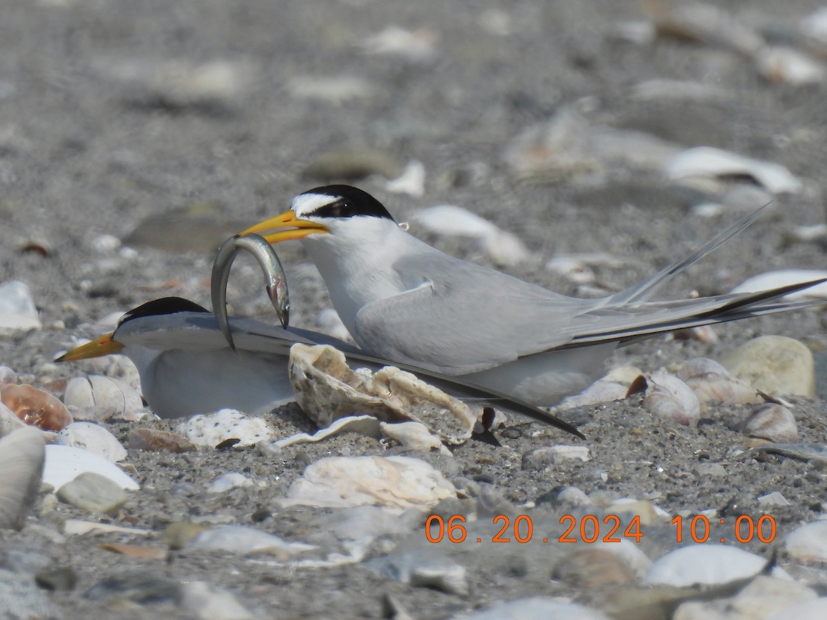 Least Tern - ML620655080