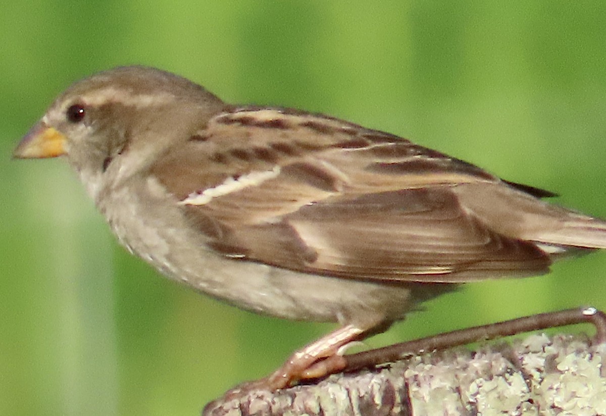 Grasshopper Sparrow - ML620655090