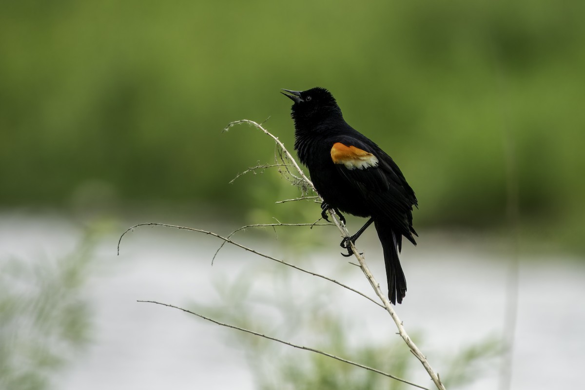 Red-winged Blackbird - ML620655091