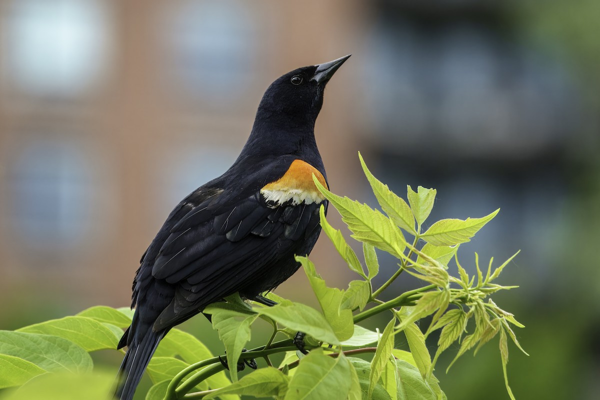 Red-winged Blackbird - ML620655094