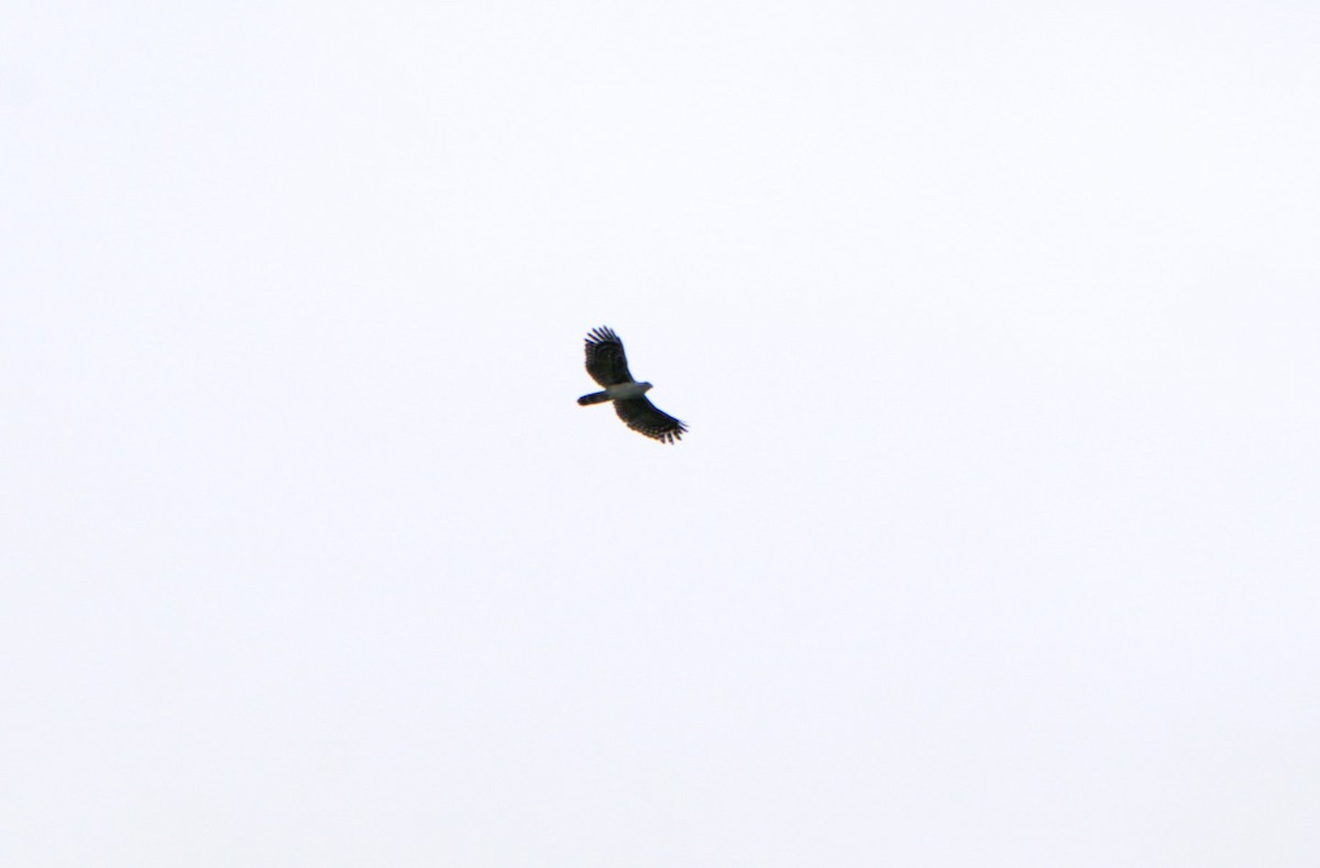 Gray-headed Kite - Gabriel Bucheli