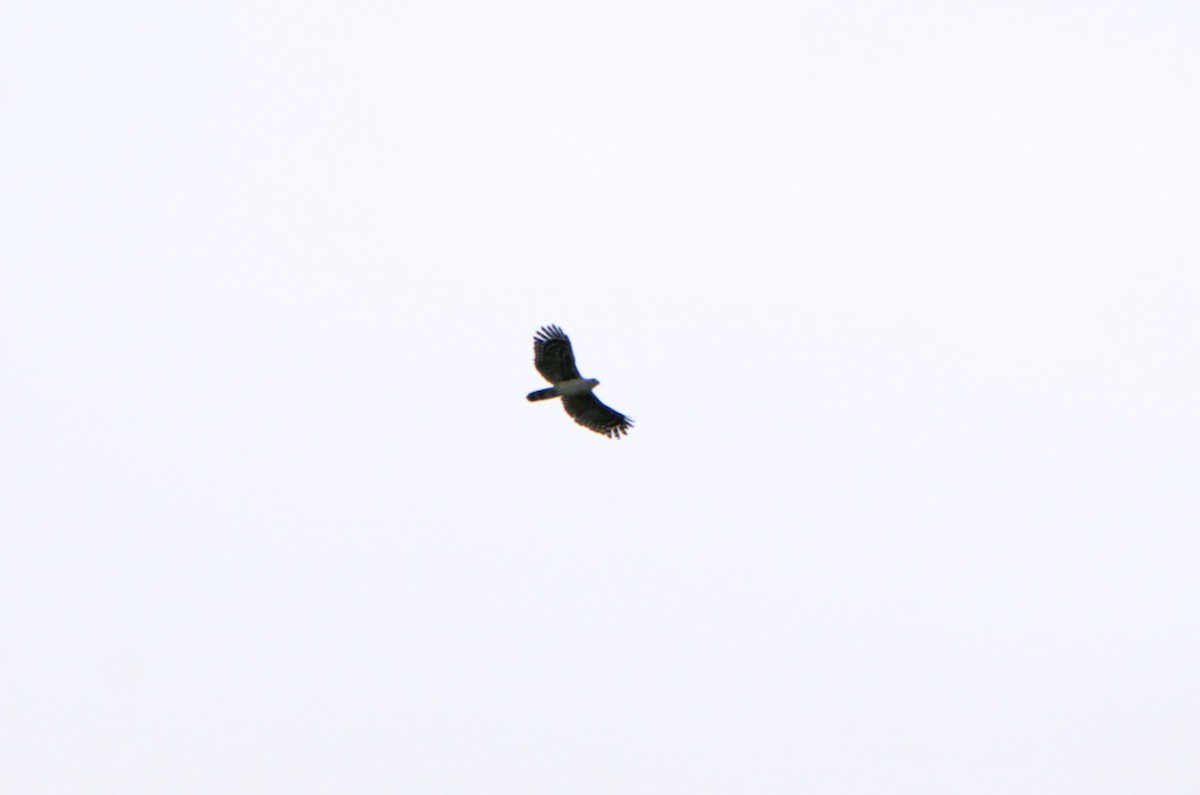 Gray-headed Kite - Gabriel Bucheli