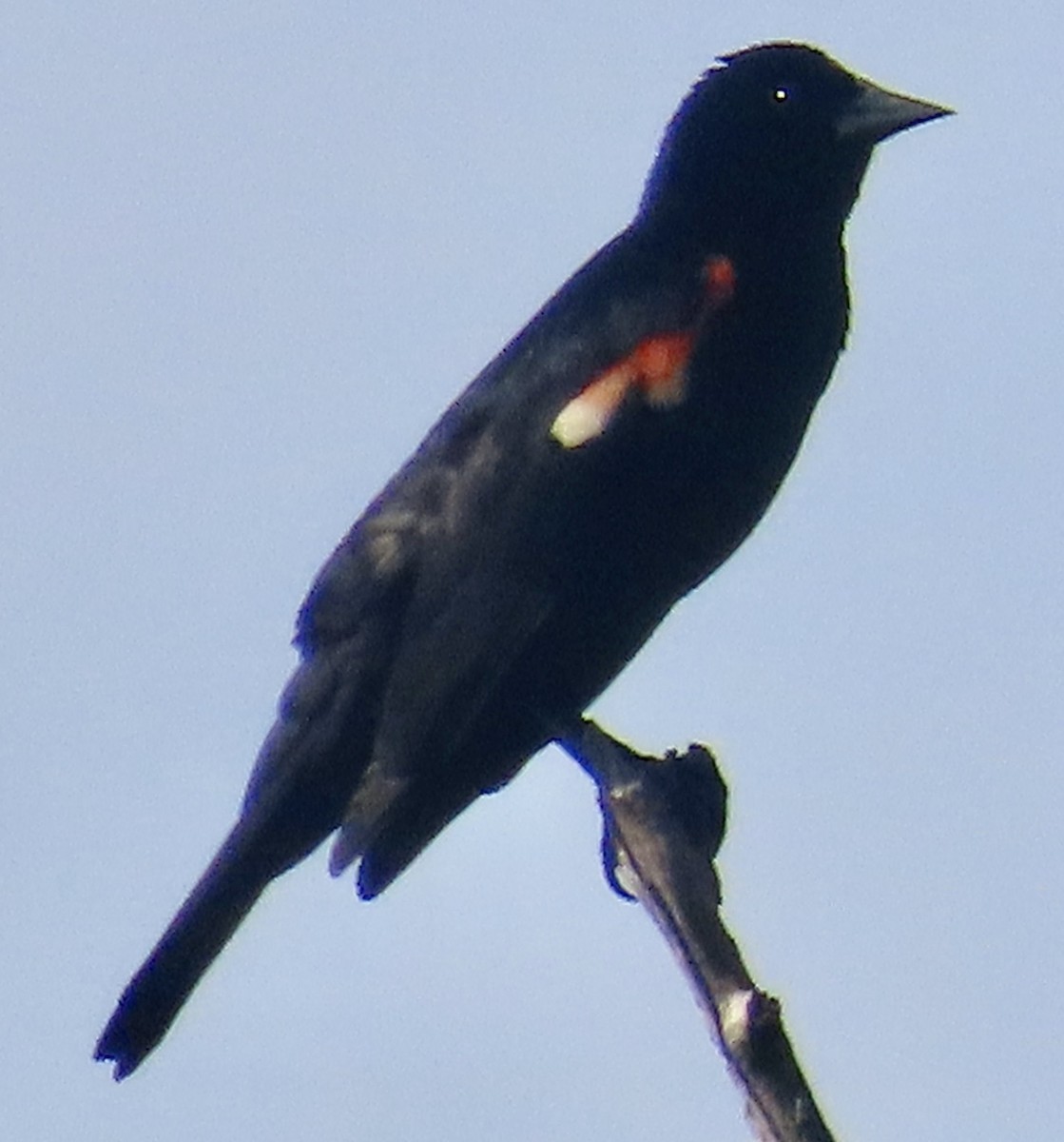Red-winged Blackbird - ML620655106