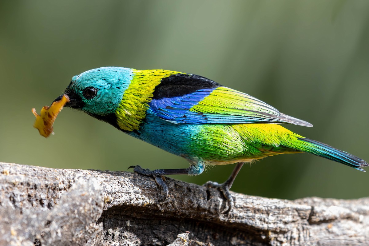 Green-headed Tanager - ML620655107