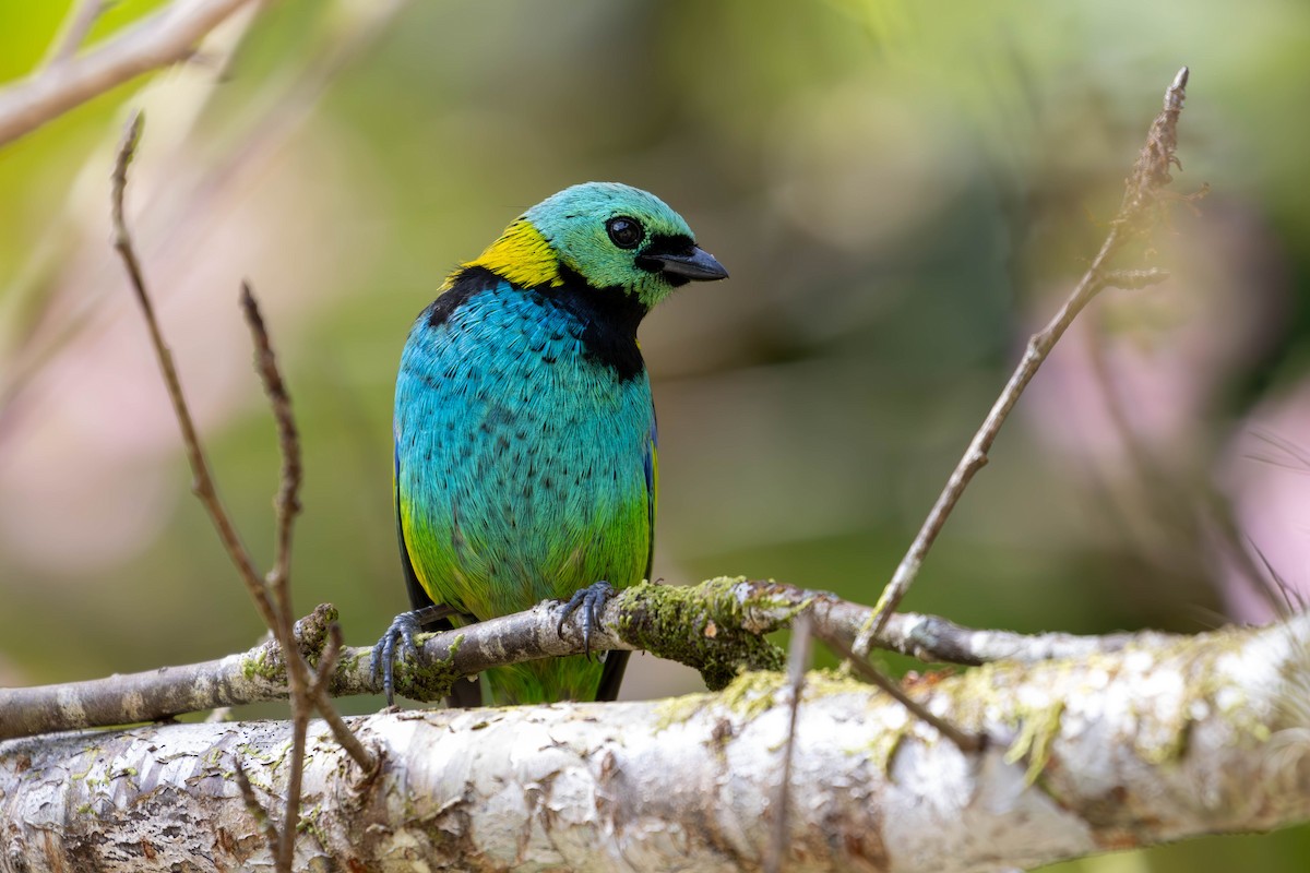 Green-headed Tanager - ML620655111