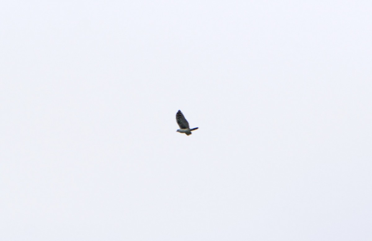 Gray-headed Kite - ML620655113