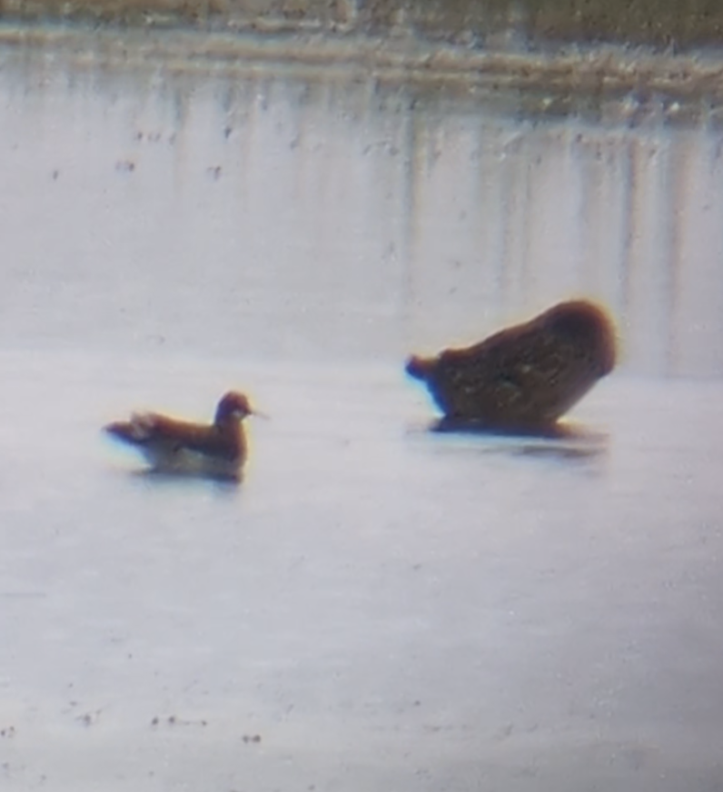 Red-necked Phalarope - ML620655116