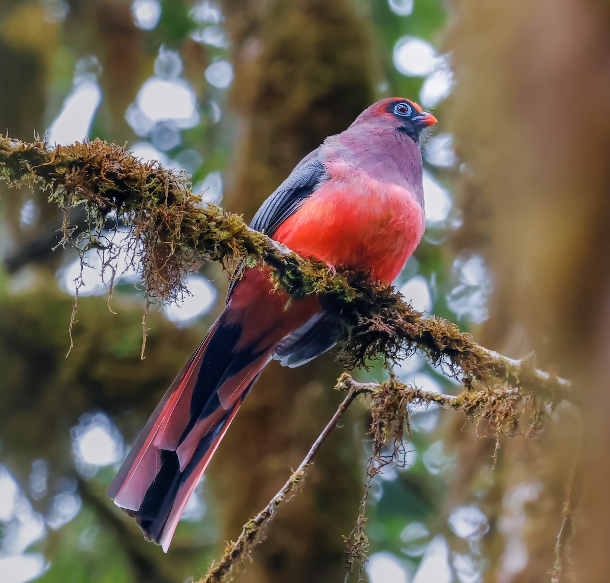 Ward's Trogon - Peter Crosson