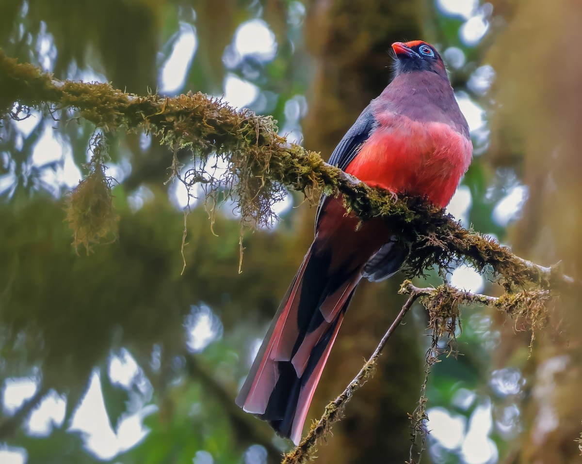 Ward's Trogon - Peter Crosson