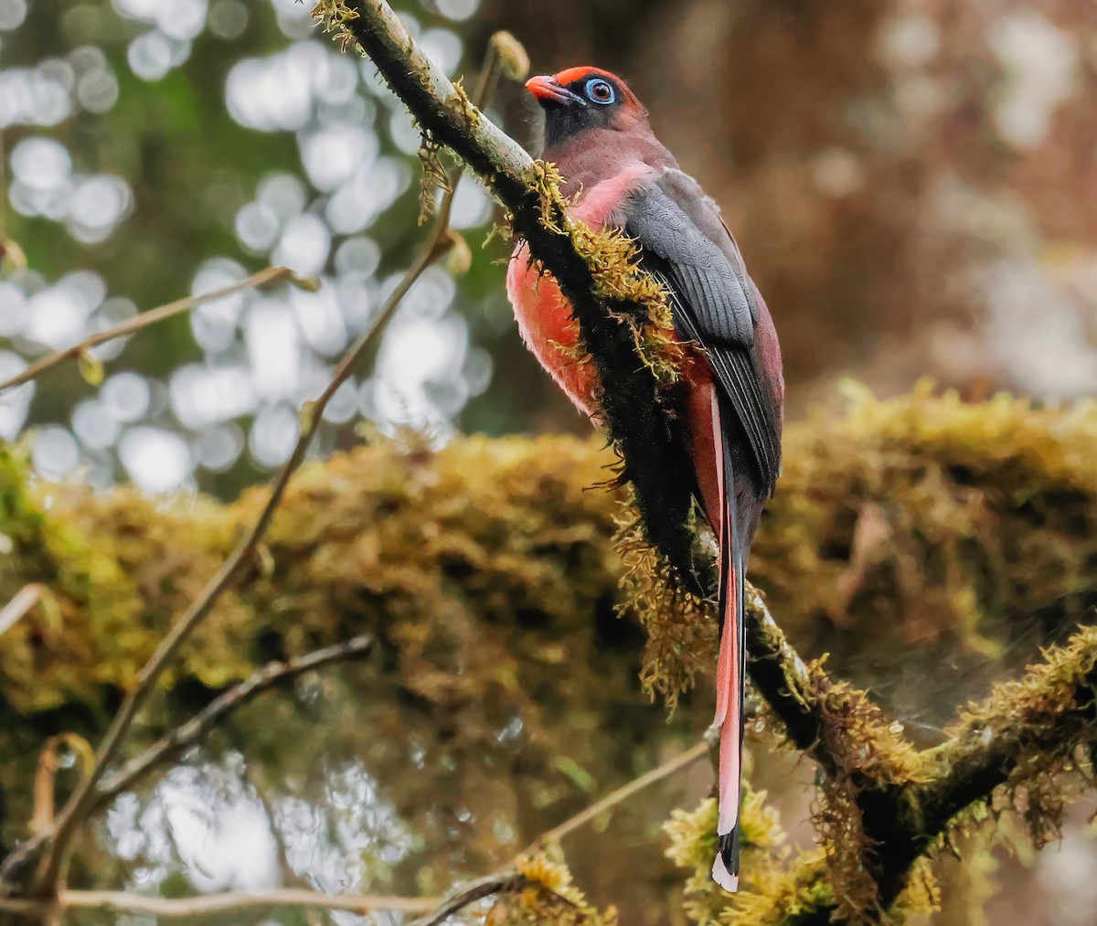 trogon růžovoocasý - ML620655124