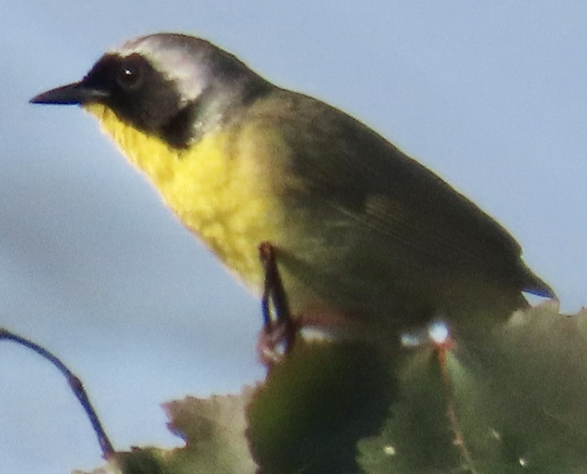 Common Yellowthroat - ML620655125