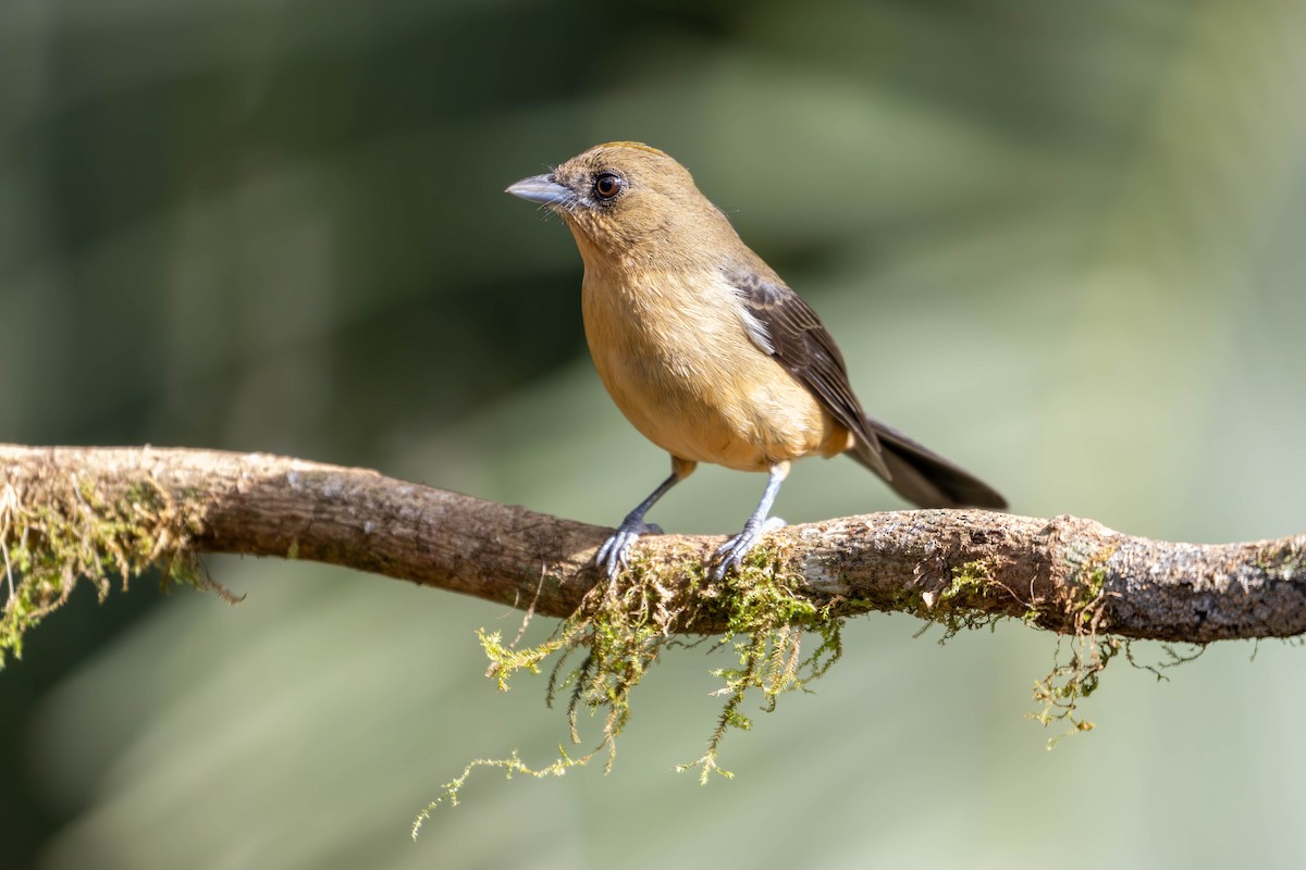 Black-goggled Tanager - ML620655126