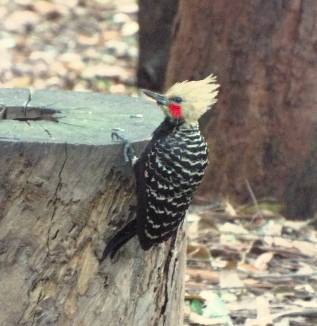 Blond-crested Woodpecker - ML620655135