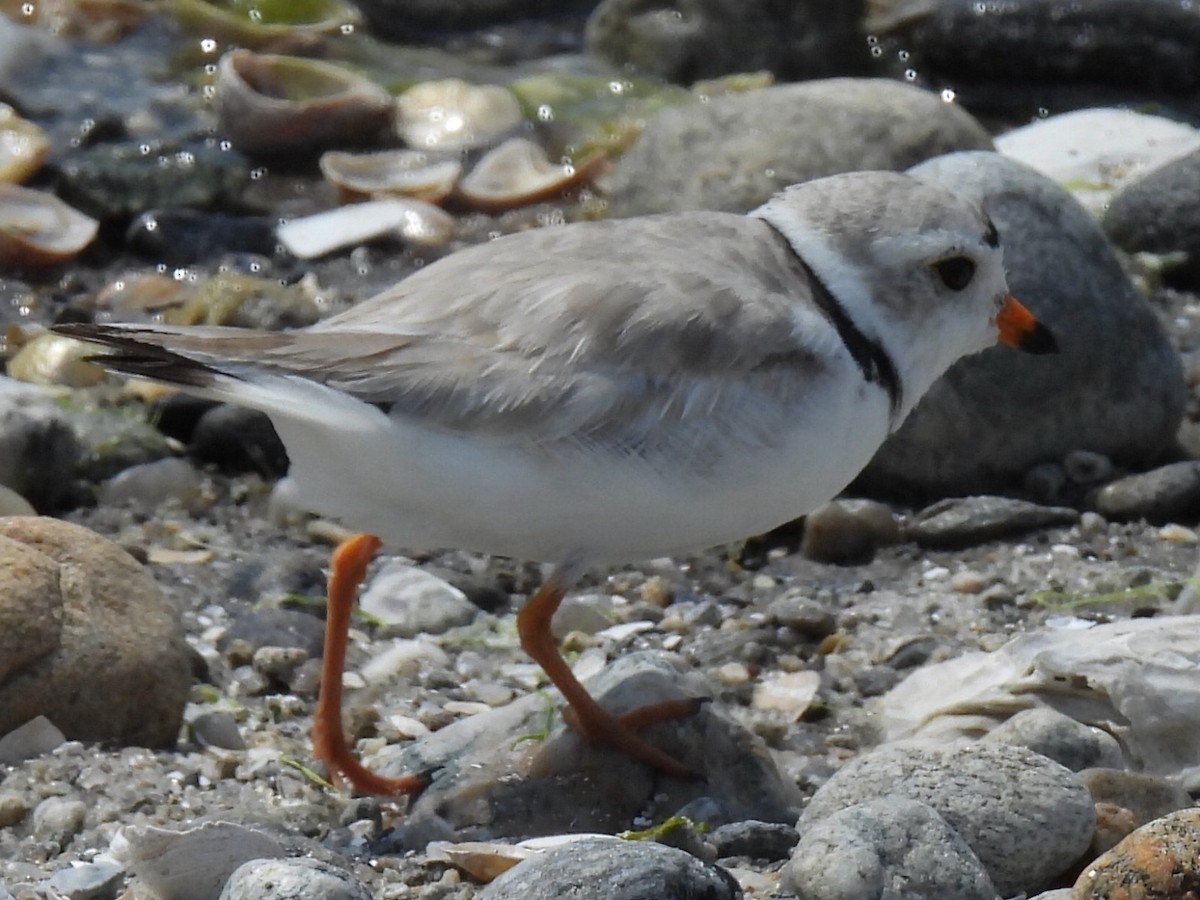 Piping Plover - ML620655138