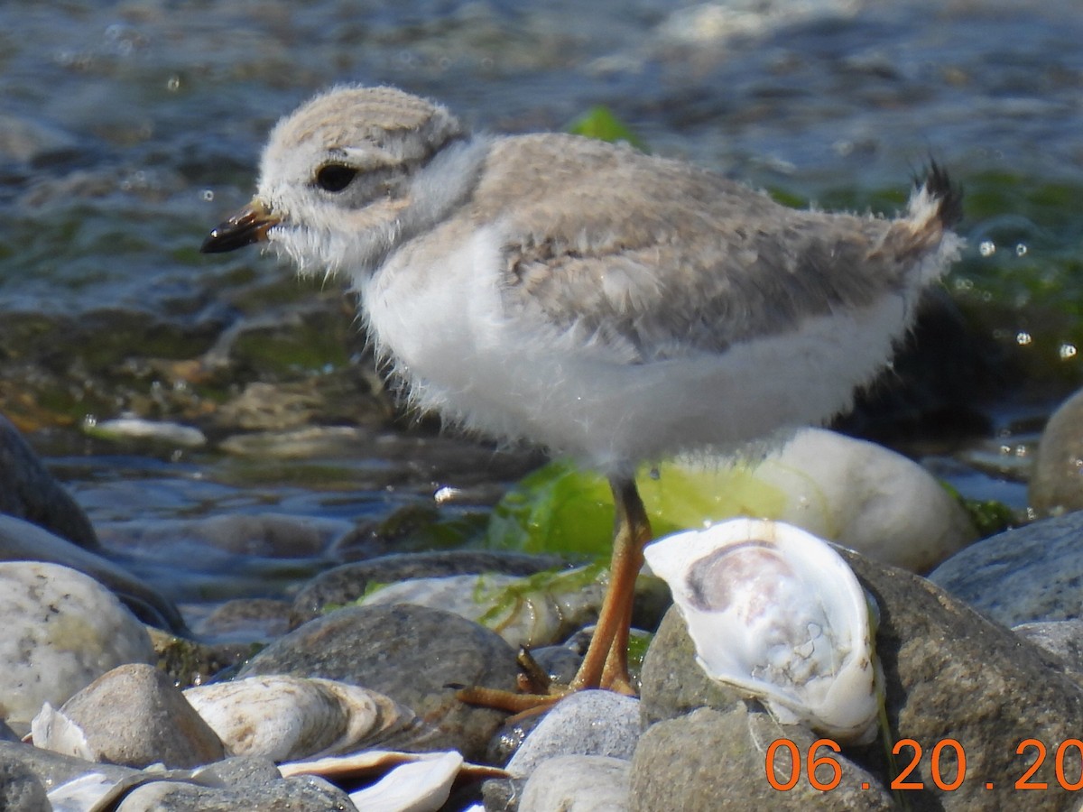 Piping Plover - ML620655139