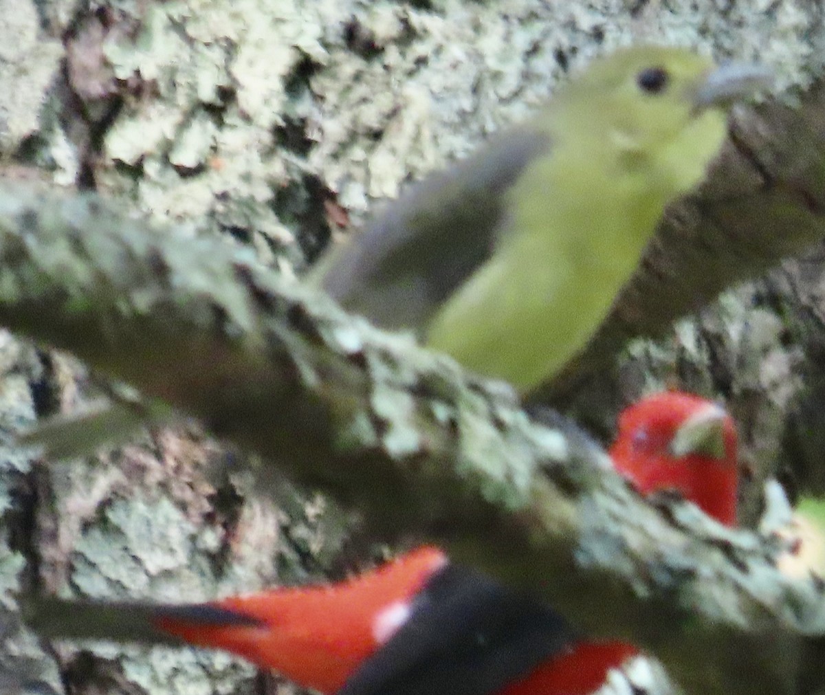 Scarlet Tanager - ML620655140